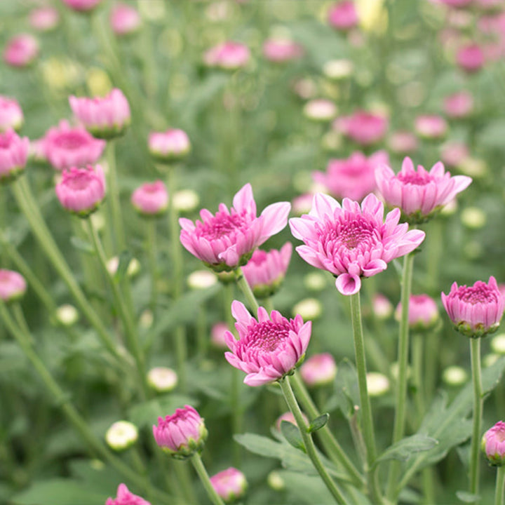 Pink Chrysanthemums flower stems from Black Tulip, showing 10 fresh, vibrant pink blooms with green leaves.