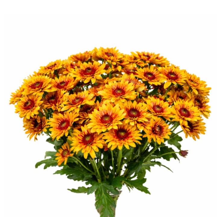 Bright yellow Podolsk chrysanthemums arranged in a bouquet with 10 stems, fresh flowers from SQ Flora Kenya.