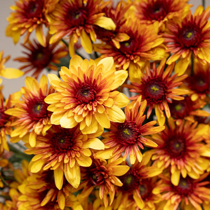 Bright yellow Podolsk chrysanthemums, 10 stems, arranged in a bouquet, from SQ Flora Kenya, showcasing vibrant flower blooms.