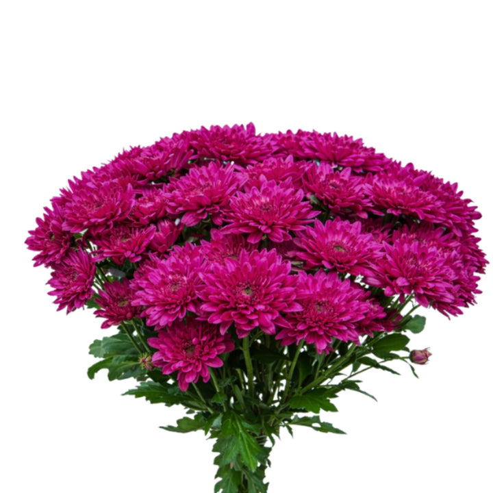 Purple Chrysanthemums flower stems from Black Tulip, showcasing vibrant blooms and green foliage on 10 stems.