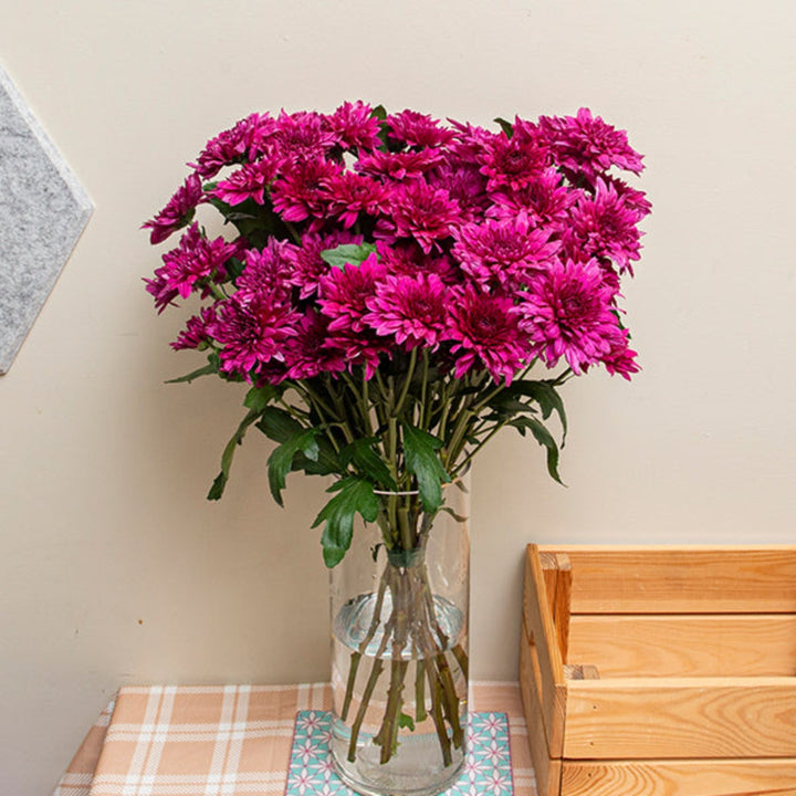 Purple Chrysanthemums flower stems by Black Tulip, showing 10 vibrant blooms with green foliage.