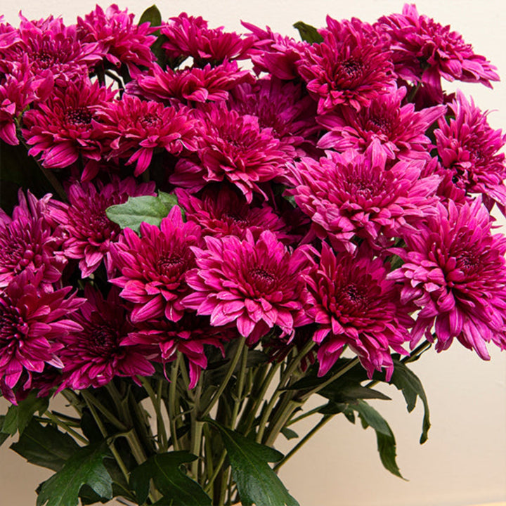 Purple chrysanthemums flower bouquet with 10 stems from Black Tulip, showcasing vibrant blooms and lush greenery.
