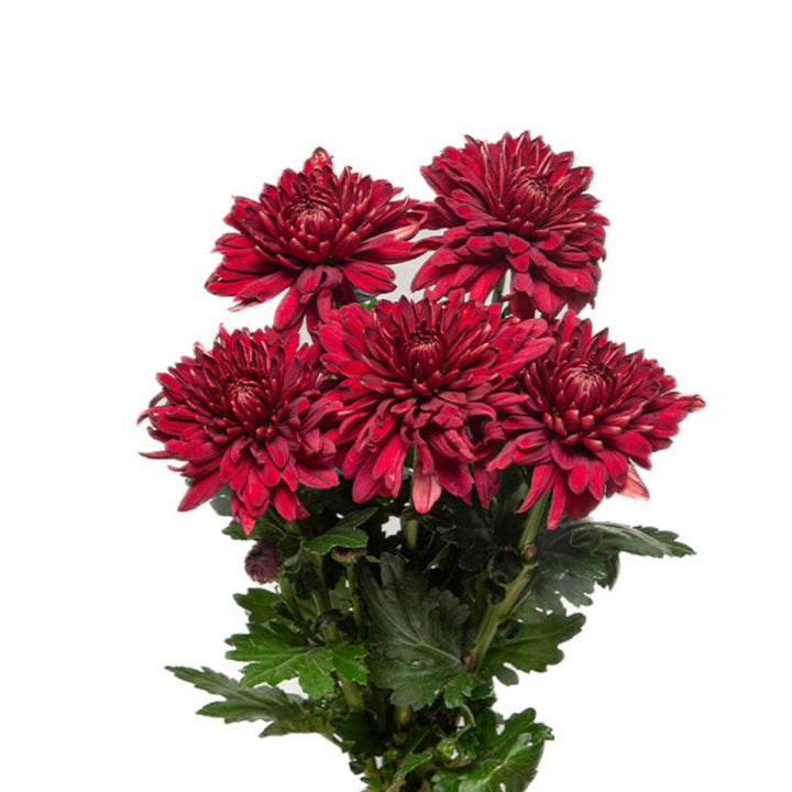 Beautiful Rabelo Magnum chrysanthemums in a bouquet, featuring five vibrant flower stems from Flowranow.