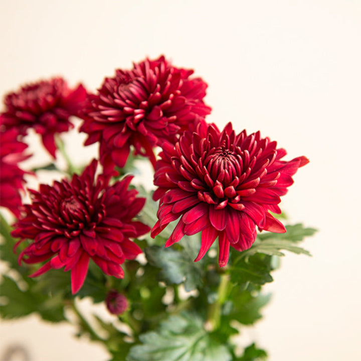 Flowranow Chrysanthemums Rabelo Magnum 5-stem flower bouquet with vibrant, fresh blooms in natural arrangement