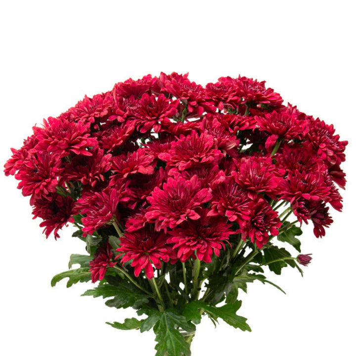 Red Chrysanthemums flower stems by Black Tulip, with 10 vibrant blooms arranged together.