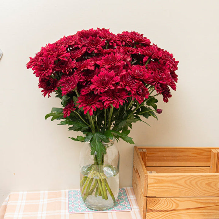 Red Chrysanthemums flower stems from Black Tulip, featuring 10 fresh blooms with vibrant petals and green foliage.