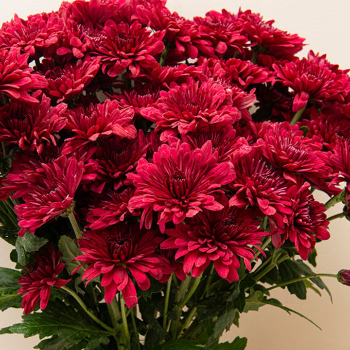 Red Chrysanthemums flower bunch with 10 stems from Black Tulip, showcasing vibrant blooms and green foliage.
