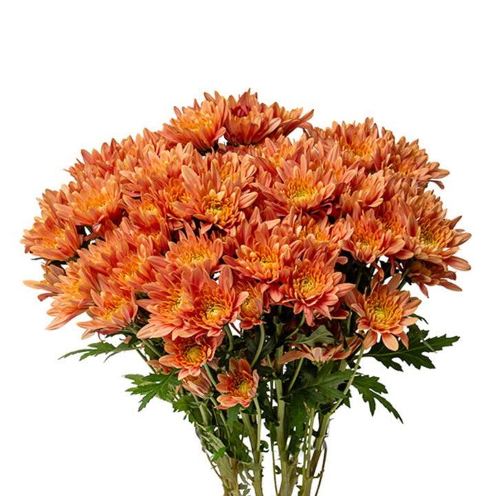 Salmon-colored chrysanthemums and Veronica flowers arranged in a bouquet, 10 stems, by Black Tulip.