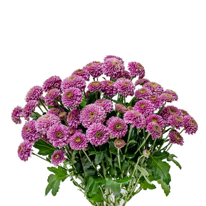 Bouquet of 10 Santini Doria chrysanthemums from Gold Petals China, featuring vibrant yellow and white flower stems.