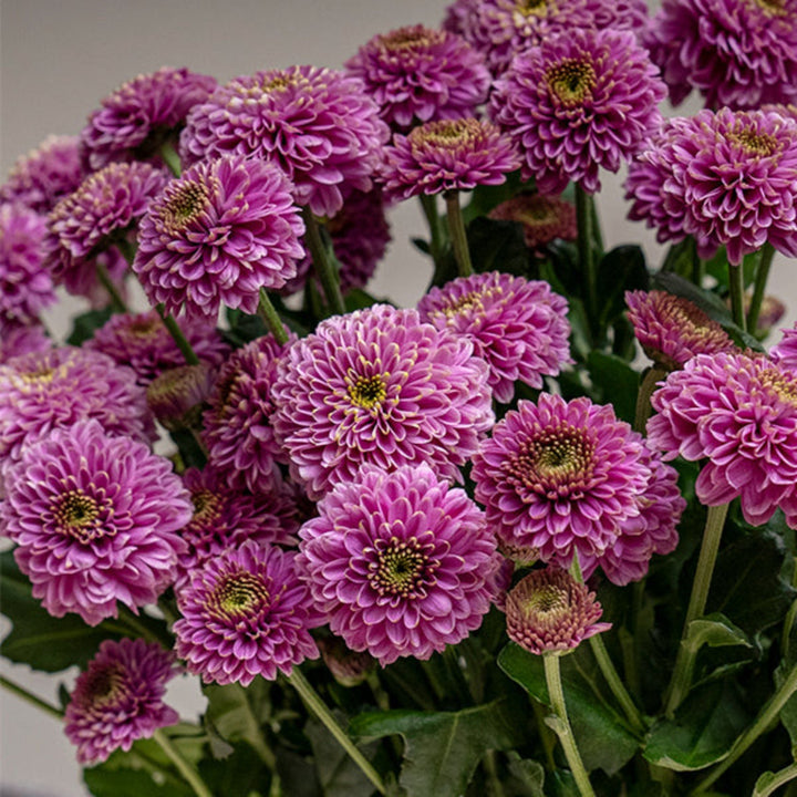 Golden Petals China Santini Chrysanthemums, Doria variety, 10 stems of vibrant yellow flowers arranged in a bouquet.