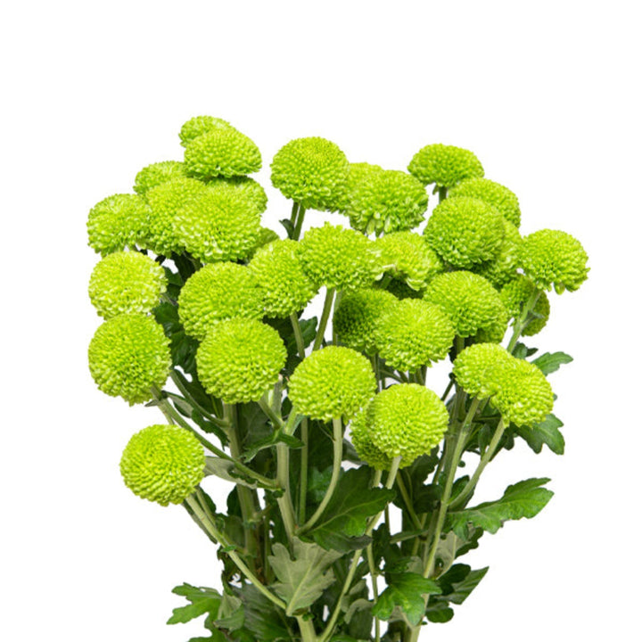 Spray of five green Chrysanthemums flowers from Flowranow, showcasing vibrant blooms and lush green foliage.