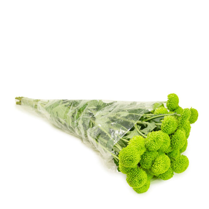 Fresh green spray chrysanthemums with five stems from Flowranow, featuring vibrant blooms and lush foliage.