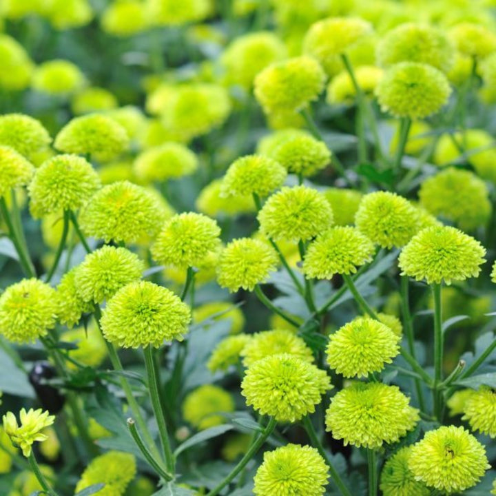 Flowranow Chrysanthemums spray with five green-stem flowers, vibrant blooms perfect for floral arrangements.