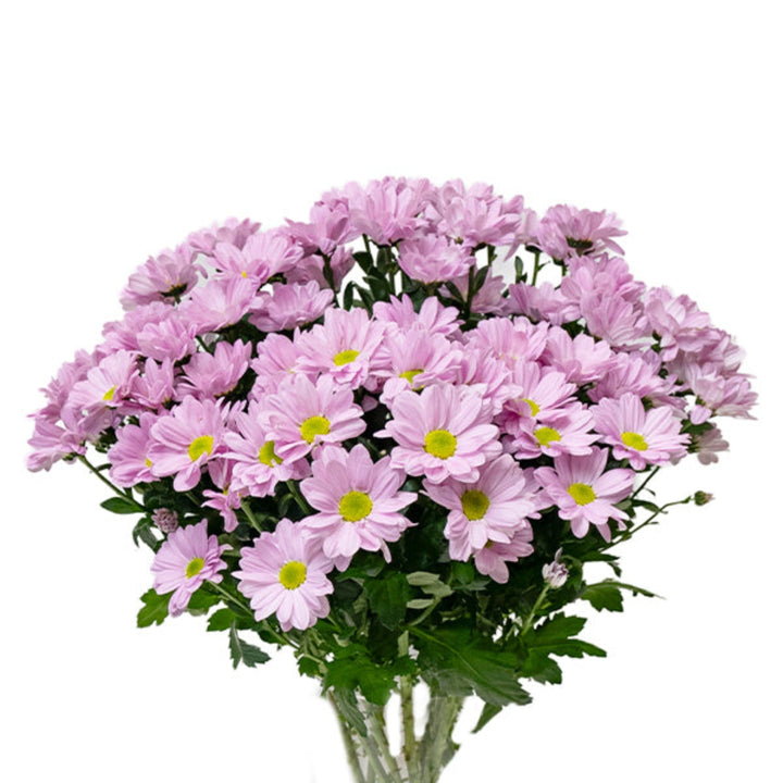 Fresh Jolene Chrysanthemums spray with 10 stems, vibrant yellow and white flowers from Fresh Flower Holland.