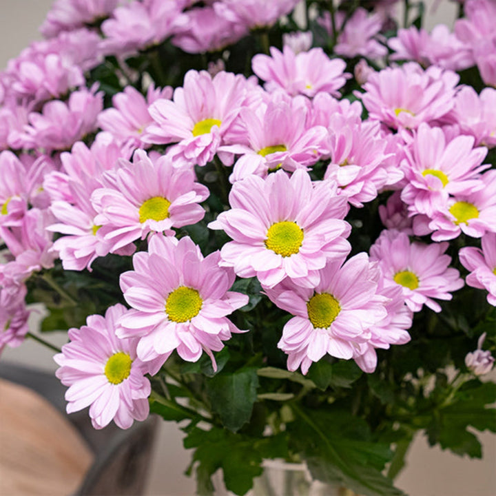Fresh Flower Holland Jolene spray of 10 chrysanthemum flower stems, vibrant and lush for floral arrangements