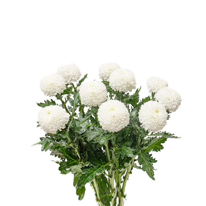 Fresh Flower Holland Superbowl Chrysanthemums with 10 vibrant flower stems, showcasing bright yellow blooms in a natural arrangement.