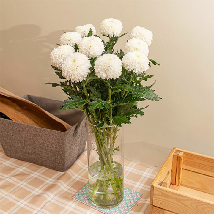 Fresh Flower Holland Superbowl Chrysanthemums, 10 stems, vibrant yellow flowers with green foliage, arranged in a bouquet.