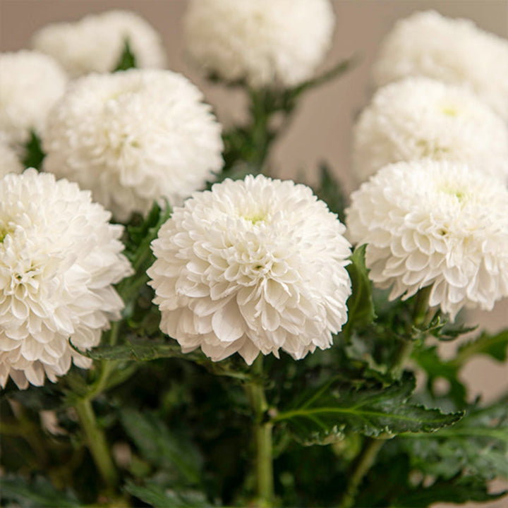 Fresh Flower Holland Superbowl Chrysanthemums, 10 stems of vibrant, blooming flower arrangements in a natural display.