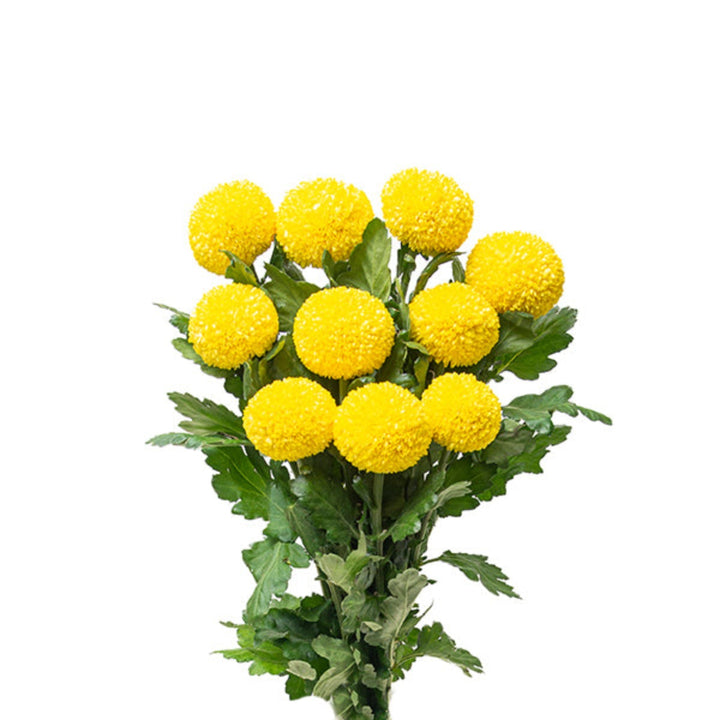 Yellow Superbowl Chrysanthemums flower stems by Gold Petals China, showing 10 vibrant yellow blooms arranged together.