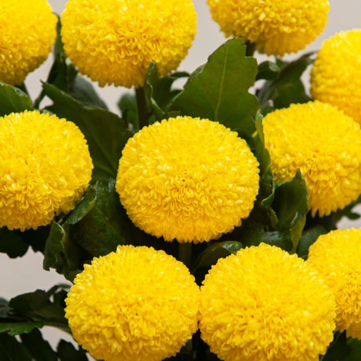 Yellow Chrysanthemums from Gold Petals China, 10 stems of vibrant flowers, arranged in a bouquet on a neutral background.