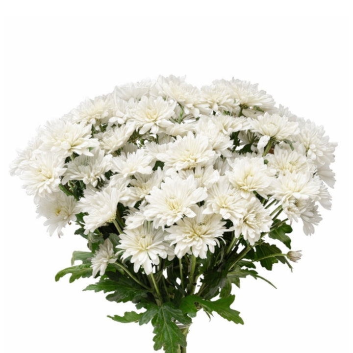 White Chrysanthemums flower stems by Black Tulip, showing 10 fresh, vibrant blooms arranged naturally.