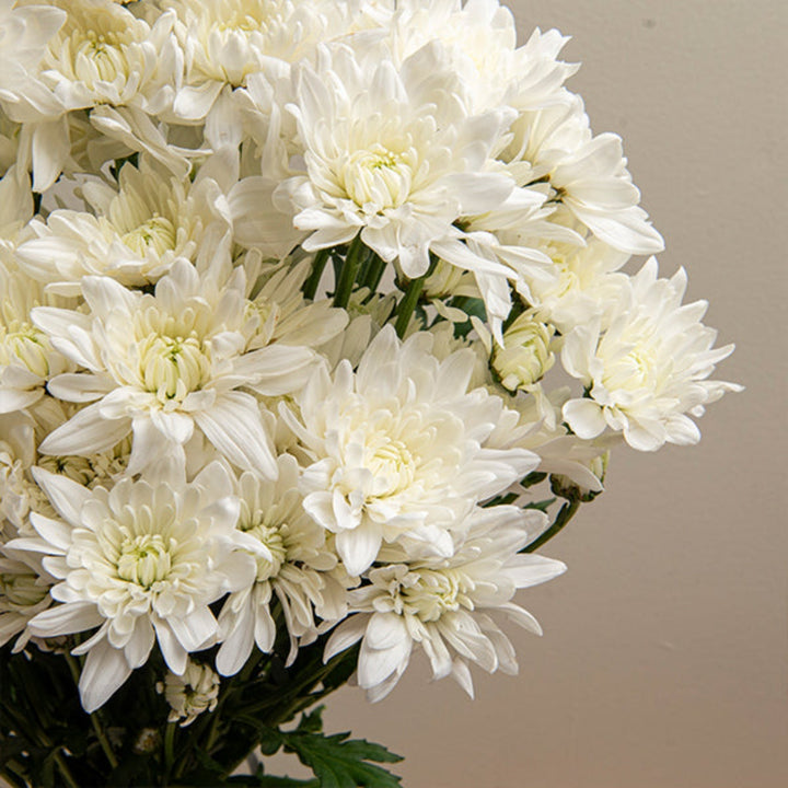 White Chrysanthemums flower stems from Black Tulip, fresh and vibrant, arranged in a natural bouquet.