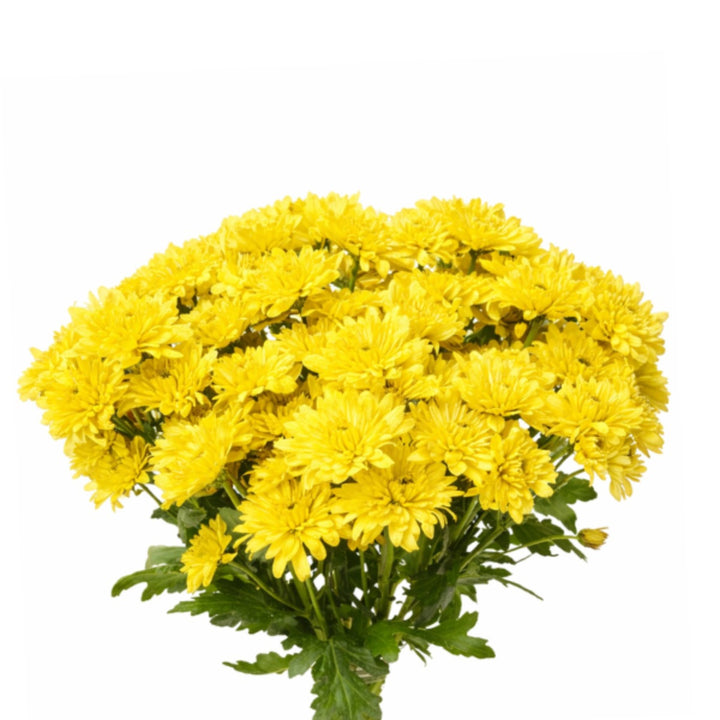 Yellow chrysanthemums flower stems by Black Tulip, showing 10 fresh blooms with vibrant petals and green foliage.