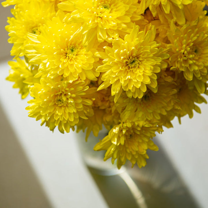 Yellow Chrysanthemums flower stems from Black Tulip, showcasing vibrant blooms and green foliage on 10 fresh stems.