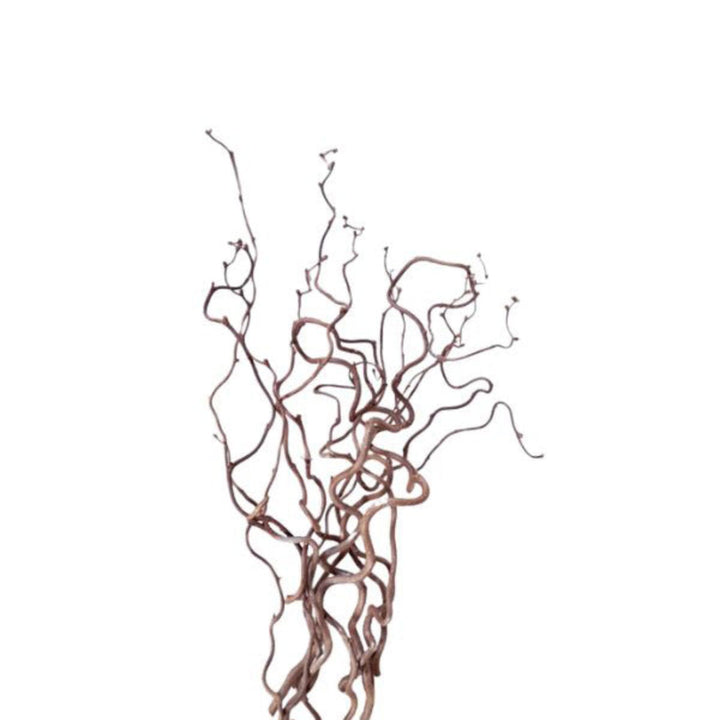 Dried Corylus Avellana Cortona flower stems, 10-pack, from Fresh Flower Holland, showing brown, textured flower stems on a white background.