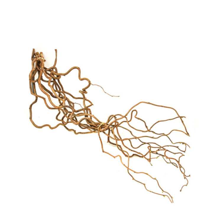Dried Corylus Avellana Cortona flower stems with brown, textured nuts and branches, arranged naturally for floral decoration.