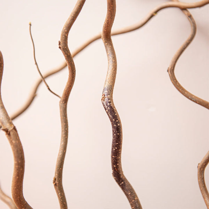 Dried Corylus Avellana Cortona flower stems from Fresh Flower Holland, showcasing natural, textured hazelnut branches.