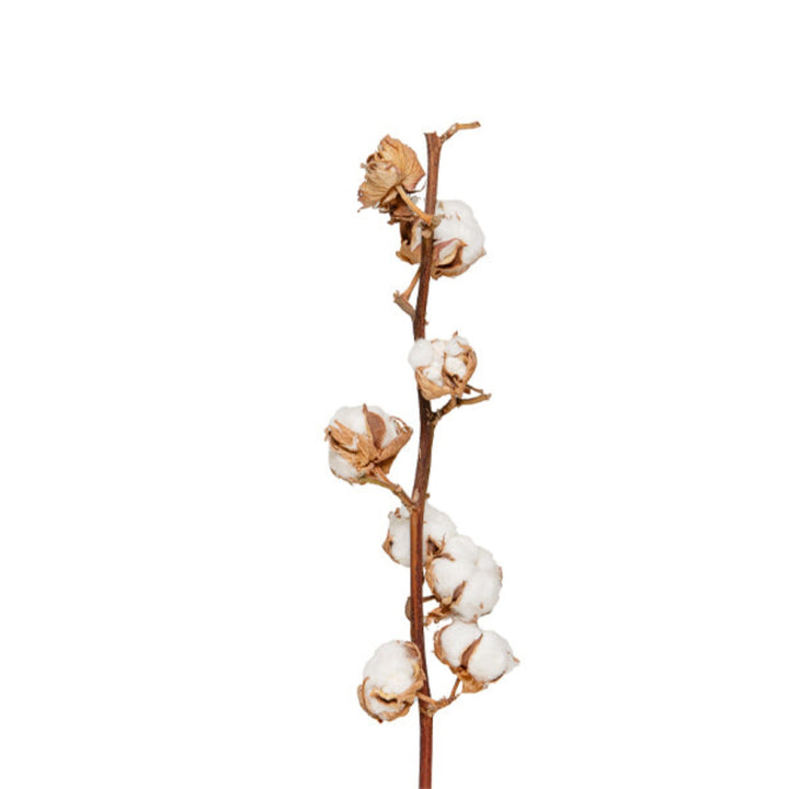 White dried cotton flower stem from Fresh Flower Holland, featuring soft cotton bolls on a single natural stem.