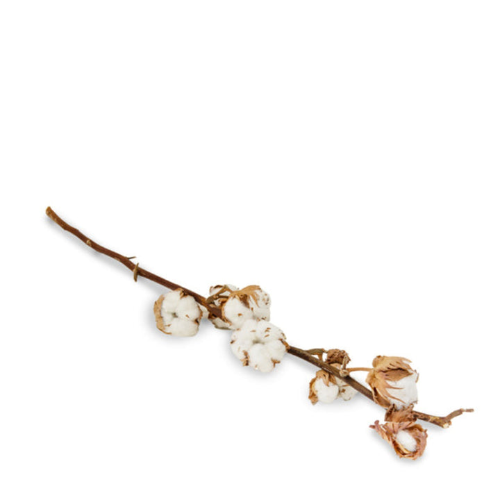 Dried single white cotton flower stem from Fresh Flower Holland, featuring soft cotton bolls on a slender stem.