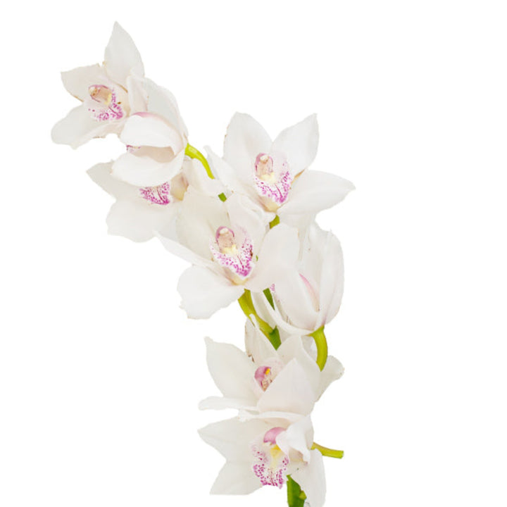 White Cymbidium orchid flower on a single stem, fresh floral arrangement by Fresh Flower Holland
