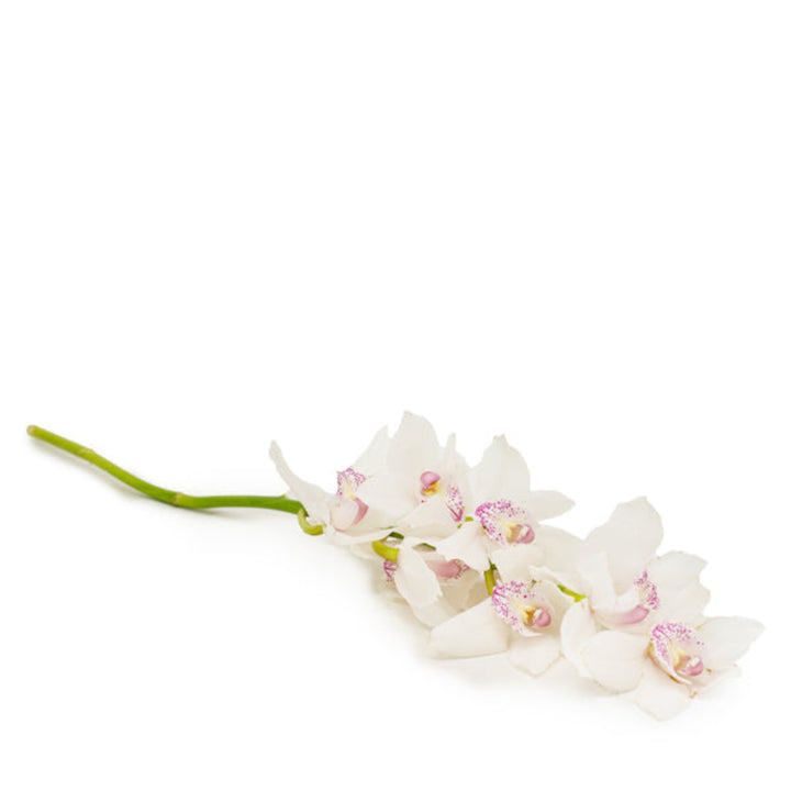 White Cymbidium orchid flower on a single stem, fresh orchid bloom from Fresh Flower Holland.