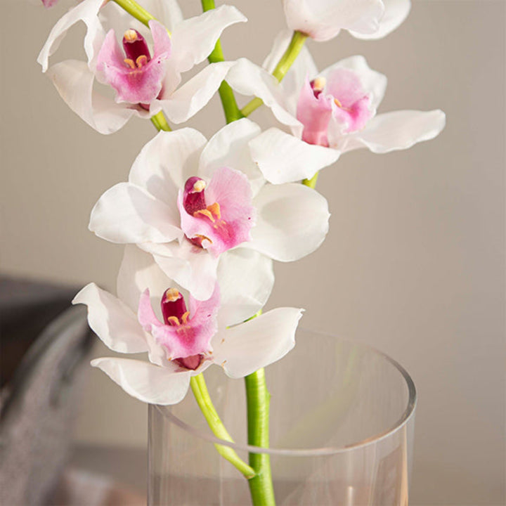White Cymbidium orchid flower with a single stem, showcasing elegant blooms from Fresh Flower Holland.