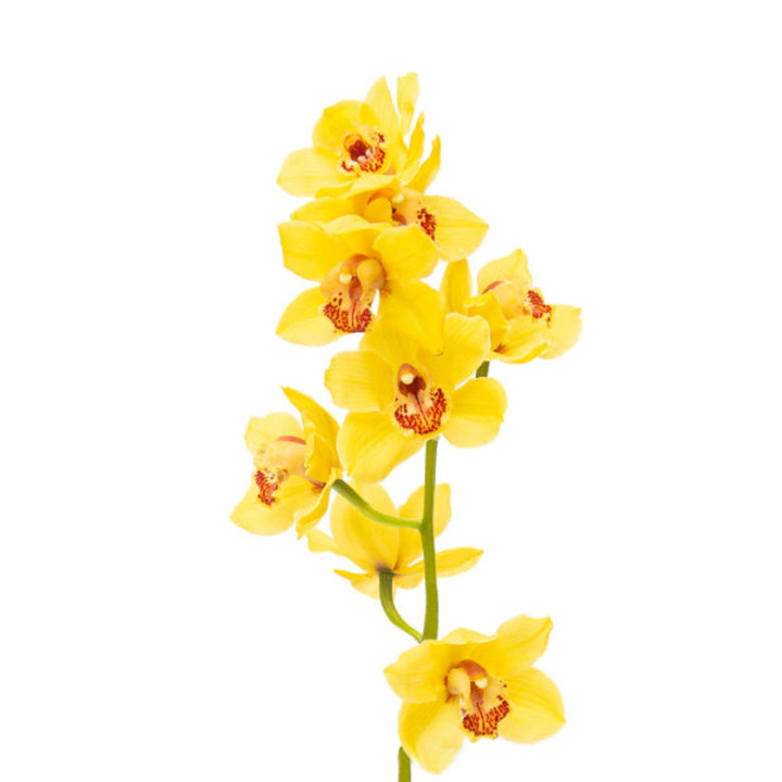 Yellow Cymbidium orchid flower on a single stem, showcasing vibrant blooms, from Fresh Flower Holland.