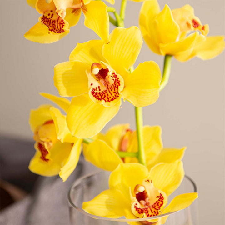 Single yellow Cymbidium orchid flower stem from Fresh Flower Holland, showcasing vibrant blossoms on a delicate stem.
