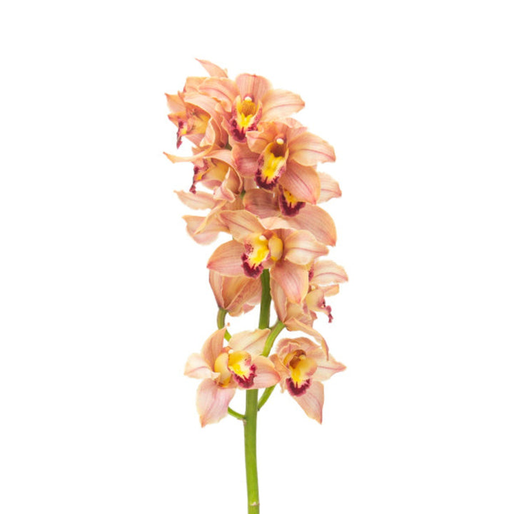 Single stem of Peach Cymbidium Orchid flower from Fresh Flower Holland, showcasing vibrant peach blooms on a delicate flower stem.