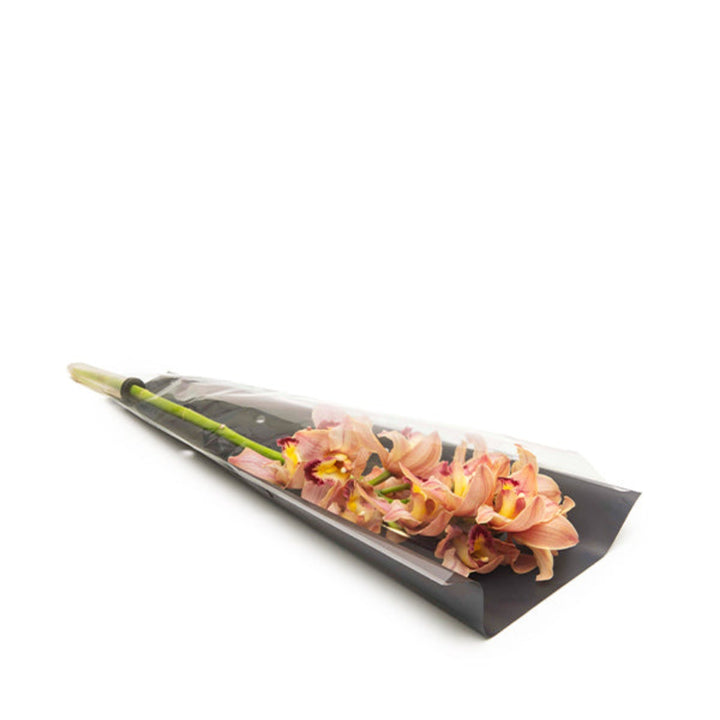 Single stem of peach Cymbidium Orchid flower by Fresh Flower Holland, showcasing delicate petals and elegant floral arrangement.