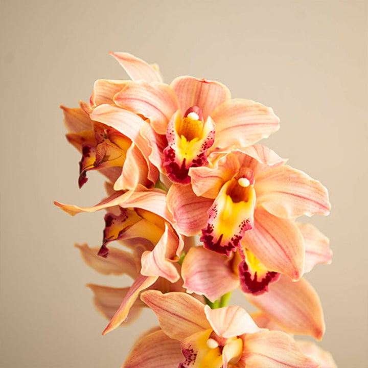 Single stem of Fresh Flower Holland Cymbidium Orchid Peach with vibrant peach-colored blooms on a delicate flower stem.
