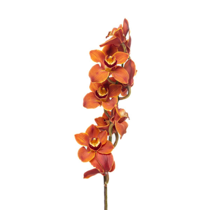 Red Cymbidium orchid flower with a single stem from Fresh Flower Holland, showcasing vibrant blossoms and lush green leaves.