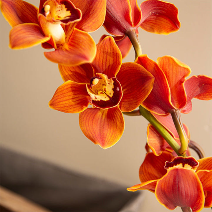 Red Cymbidium Orchid on a single stem, fresh flower from Fresh Flower Holland, showcasing vibrant blossoms and lush green leaves.