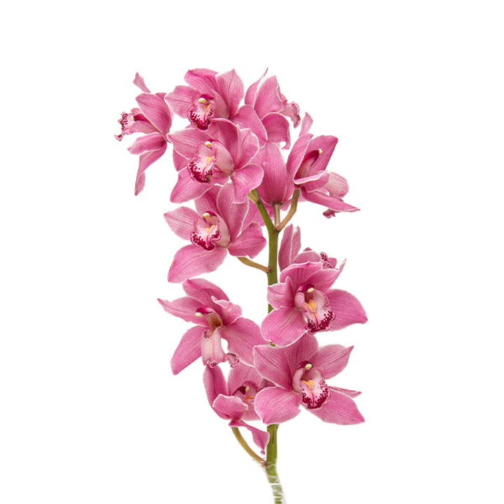 Pink Cymbidium orchid on a single stem, fresh flower by Fresh Flower Holland, showcasing vibrant blooms and elegant floral arrangement.
