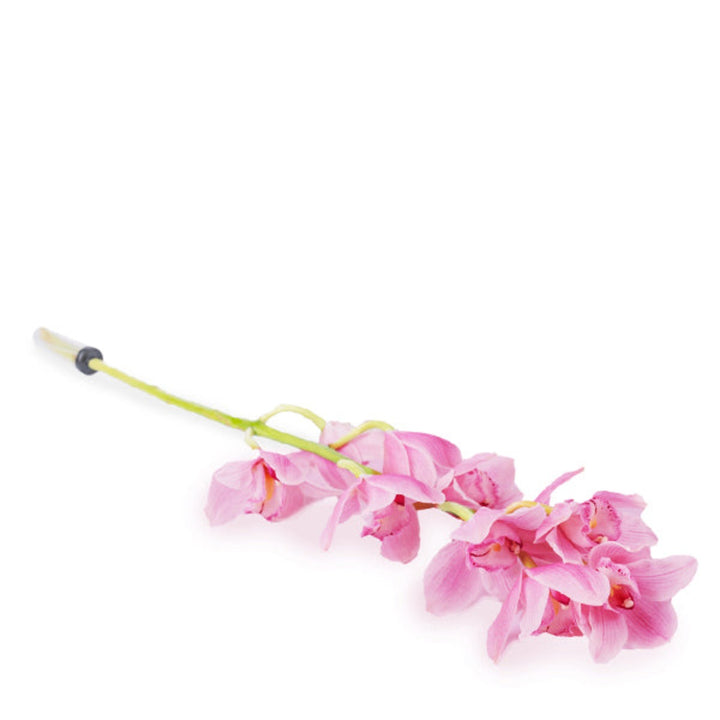 Pink Cymbidium orchid on a single stem, fresh flower from Holland, showcasing vibrant blossoms and elegant floral display.