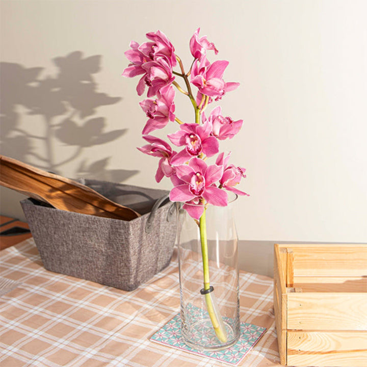 Pink Cymbidium orchid on a single stem, fresh flower from Holland, showcasing vibrant blooms and delicate petals.