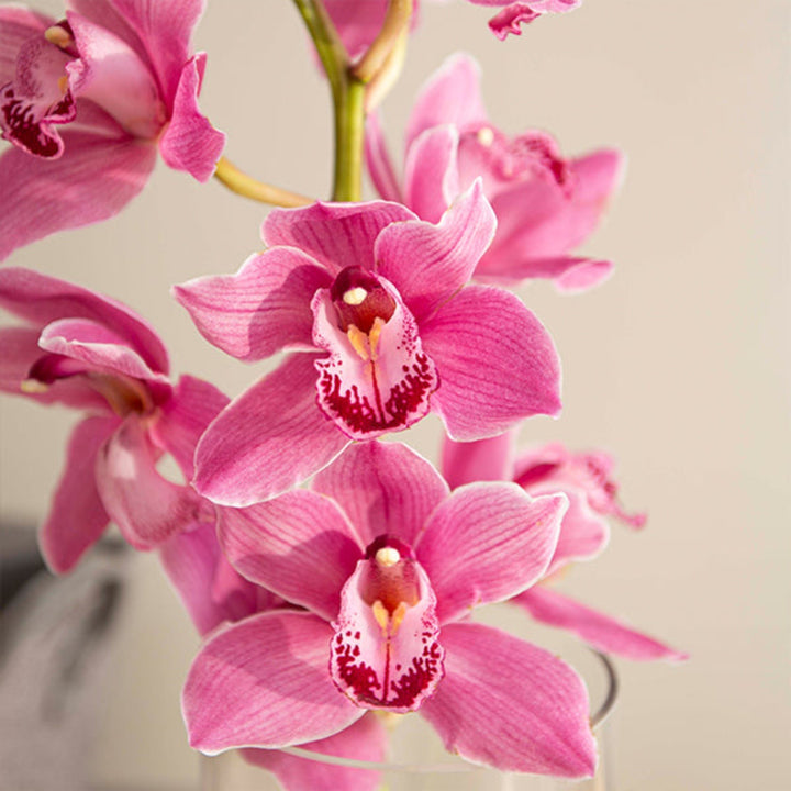 Pink Cymbidium orchid on a single stem, fresh floral flower from Fresh Flower Holland, vibrant and elegant bloom.