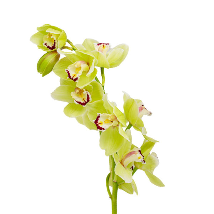 Single green Cymbidium orchid stem from Fresh Flower Holland, showcasing vibrant blossoms and lush green foliage.