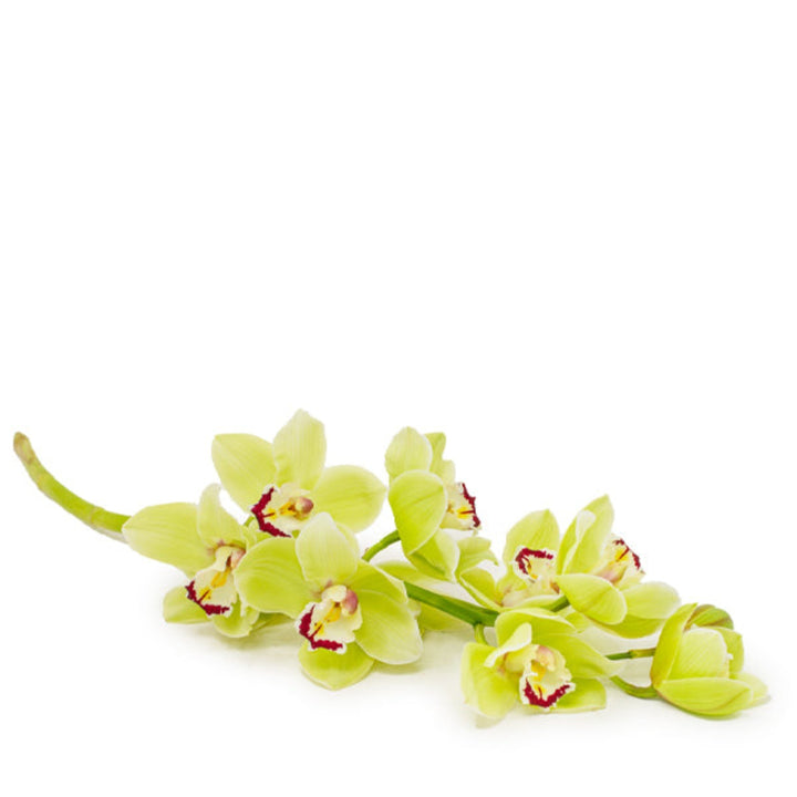 Single green Cymbidium orchid stem from Fresh Flower Holland, showcasing vibrant flowers on a delicate floral stem.