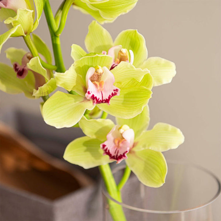 Single green Cymbidium orchid stem from Fresh Flower Holland, showcasing vibrant flowers on a slender stem.
